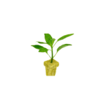 Bloques de Lana de Roca 3.8 cm al Por Mayor 4-30mm para Cultivo de Plantas en Hidroponía