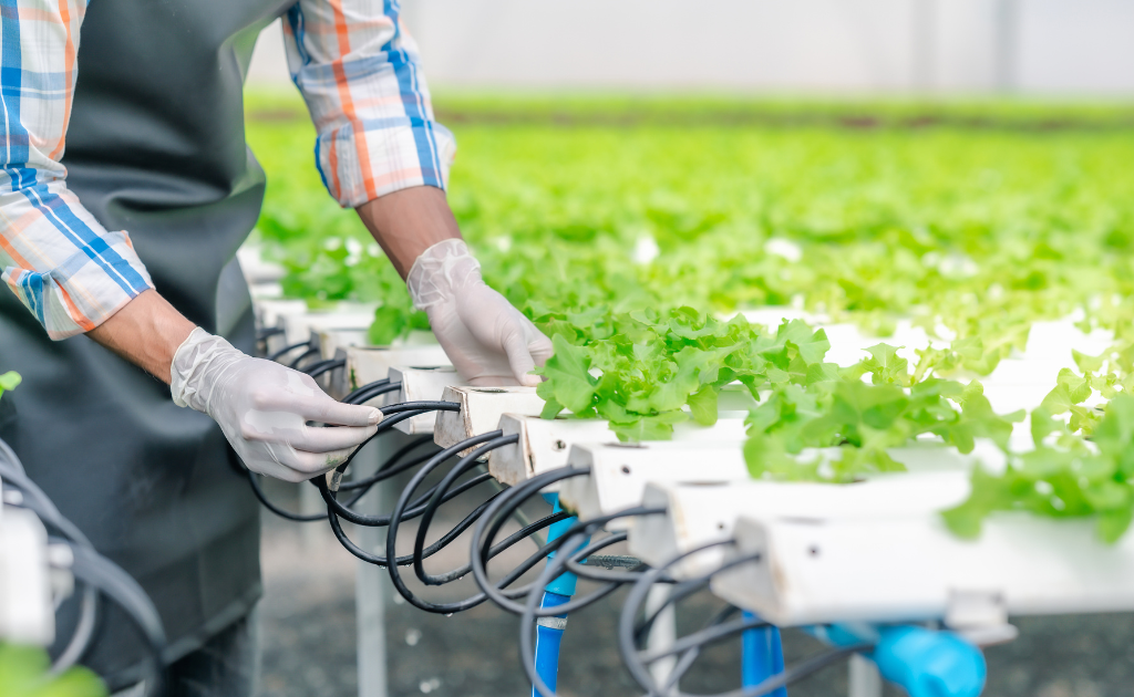 plantas hidropónicas deficiencia de agua