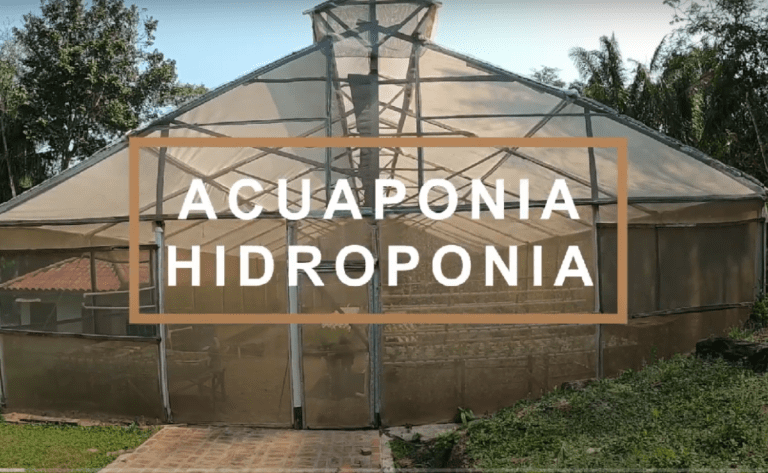 hidroponía acuaponía