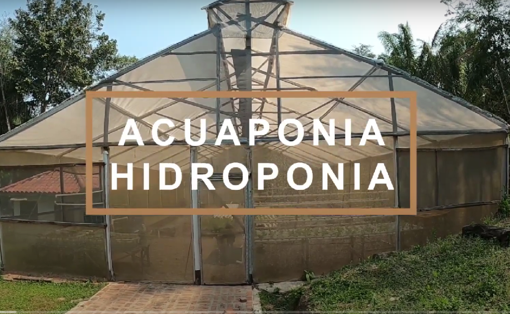 hidroponía acuaponía
