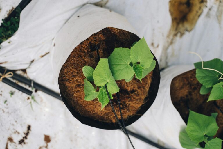 cultivo hidropónico en verano