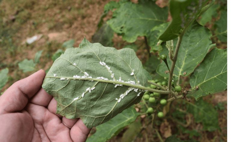 cultivo ácaros