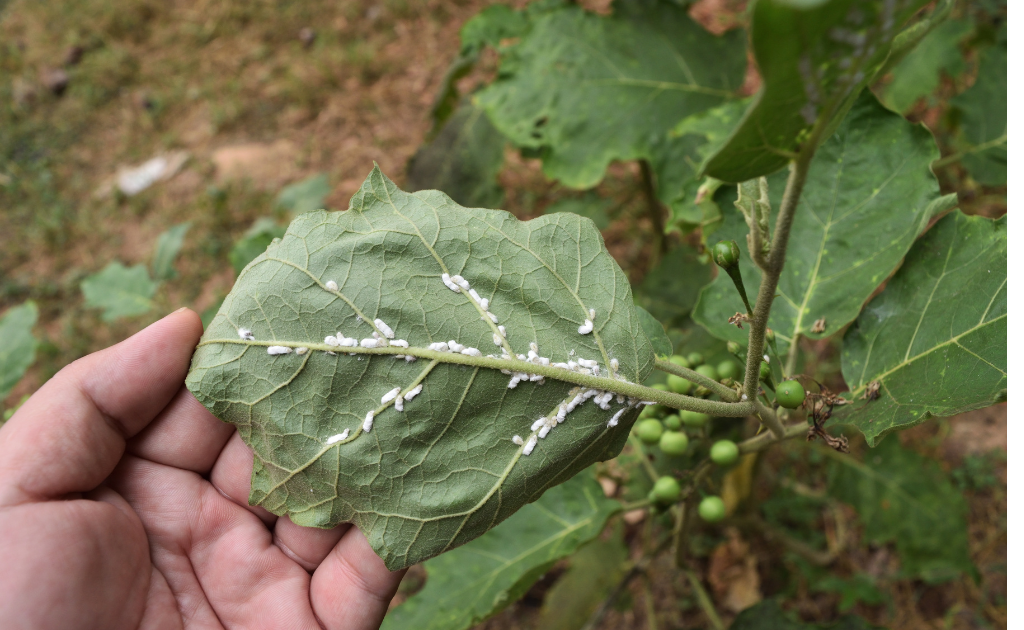 cultivo ácaros