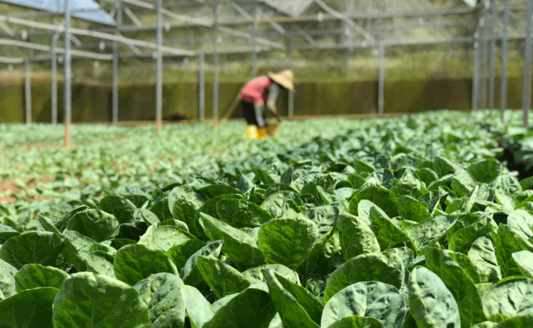 nutrienes hidroponía