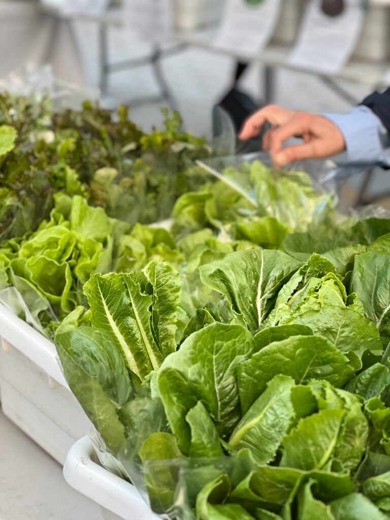 deficiencias nutricionales hidroponía