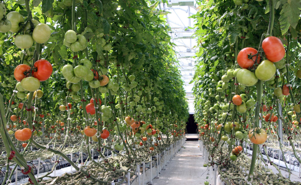 verduras hidropónicas