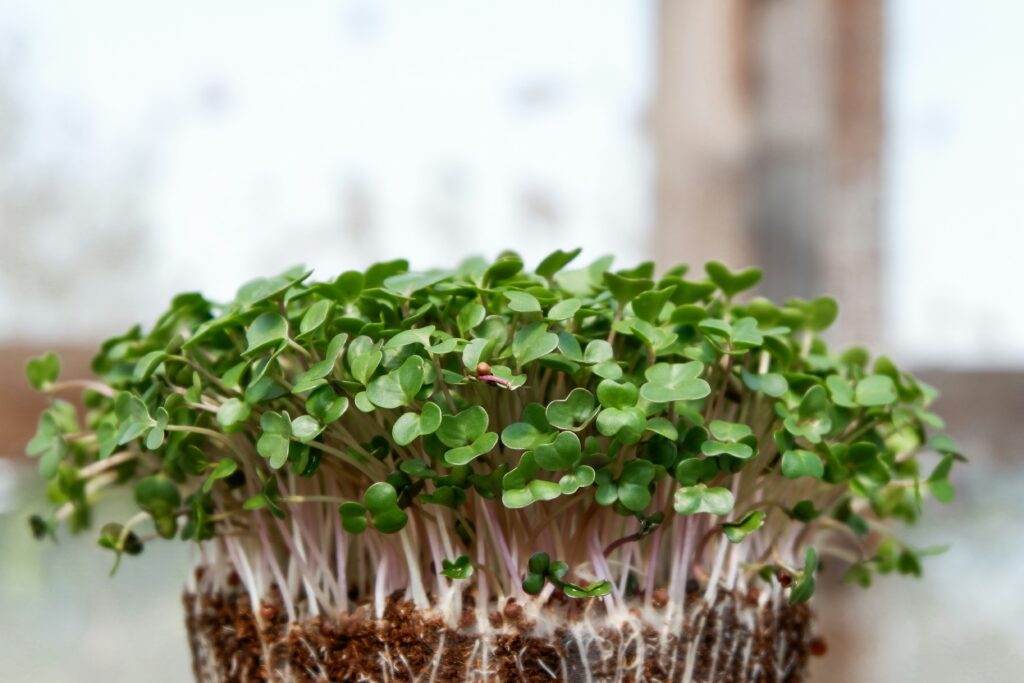 cultivo hidropónico peru